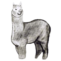 Load image into Gallery viewer, Logo of Illimani's Royal 1 Alpaca Yarn. Hand Drawn