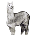 Load image into Gallery viewer, Logo of Illimani&#39;s Royal 1 Alpaca Yarn. Hand Drawn