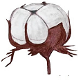 Illimani's Sabri Yarn hand drawn logo